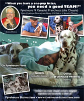 Fyrehouse Dalmatians